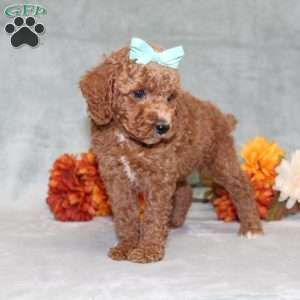 Harlee, Miniature Poodle Puppy