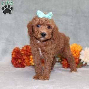 Harlee, Miniature Poodle Puppy