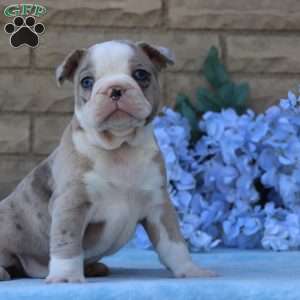 Huckleberry, Frenchton Puppy