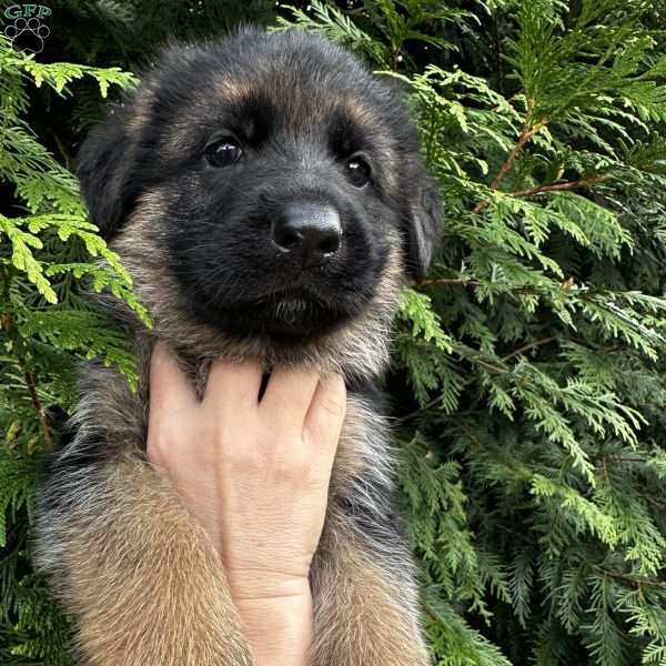 Zeus, German Shepherd Puppy