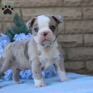 Huckleberry, Frenchton Puppy