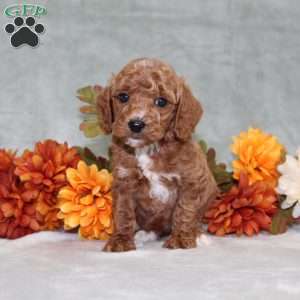 Harvest, Miniature Poodle Puppy