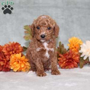 Harvest, Miniature Poodle Puppy