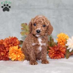 Harvest, Miniature Poodle Puppy