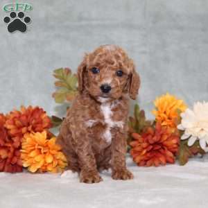 Harvest, Miniature Poodle Puppy