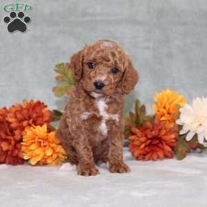 Harvest, Miniature Poodle Puppy