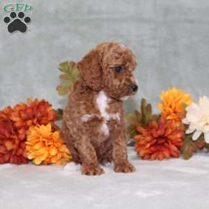 Harvest, Miniature Poodle Puppy