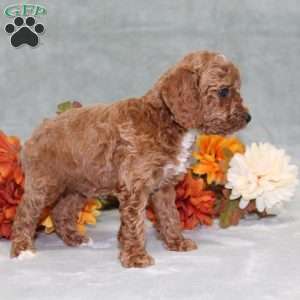 Harvest, Miniature Poodle Puppy