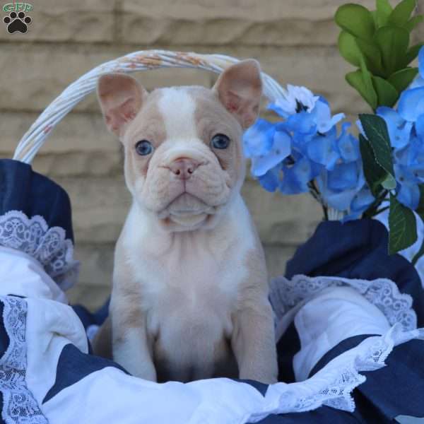 Roseberry, Frenchton Puppy