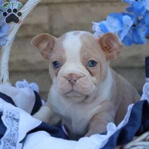 Roseberry, Frenchton Puppy