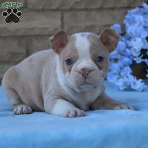 Roseberry, Frenchton Puppy