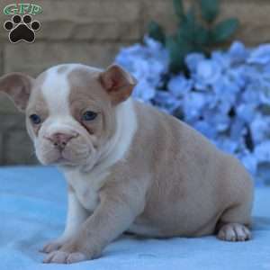 Roseberry, Frenchton Puppy