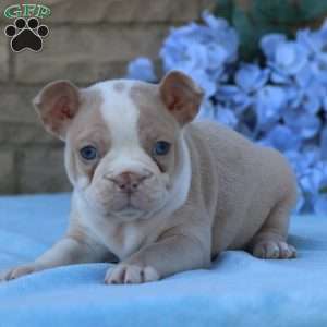 Roseberry, Frenchton Puppy