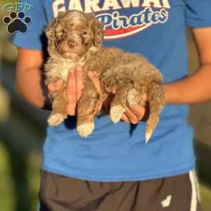 Coco, Mini Bernedoodle Puppy
