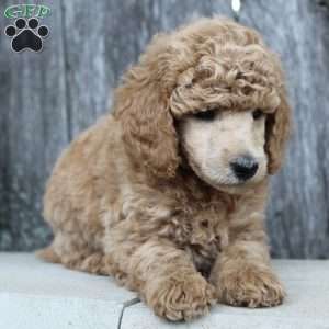Bristol moyen, Standard Poodle Puppy
