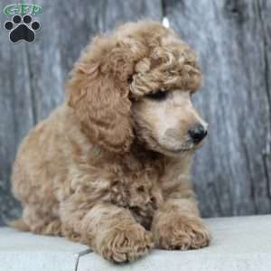 Bristol moyen, Standard Poodle Puppy