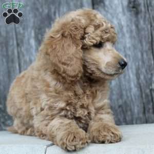 Bristol moyen, Standard Poodle Puppy