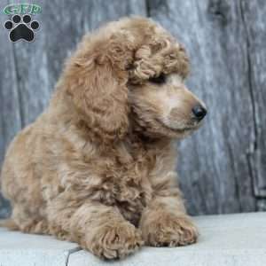 Bristol moyen, Standard Poodle Puppy