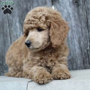 Bristol moyen, Standard Poodle Puppy
