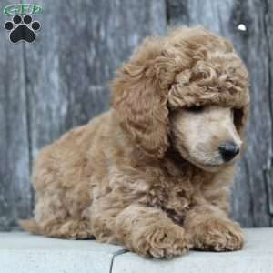 Bristol moyen, Standard Poodle Puppy
