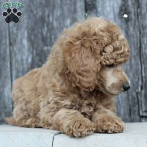 Bristol moyen, Standard Poodle Puppy
