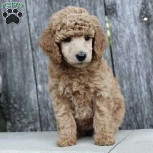 Bristol moyen, Standard Poodle Puppy