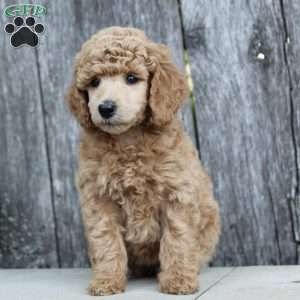 Bristol moyen, Standard Poodle Puppy