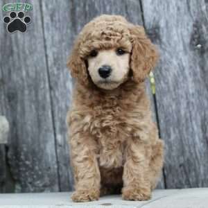 Bristol moyen, Standard Poodle Puppy