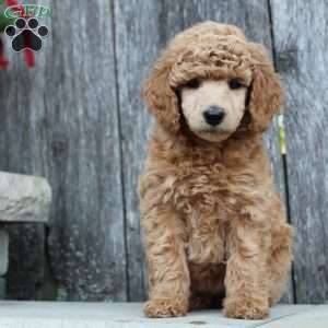 Bristol moyen, Standard Poodle Puppy