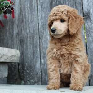 Bristol moyen, Standard Poodle Puppy