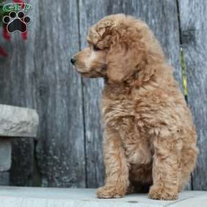 Bristol moyen, Standard Poodle Puppy