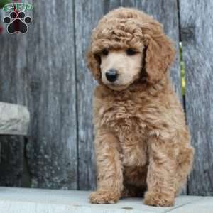Bristol moyen, Standard Poodle Puppy