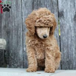 Bristol moyen, Standard Poodle Puppy