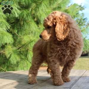 Bristol moyen, Standard Poodle Puppy