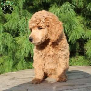 Bristol moyen, Standard Poodle Puppy