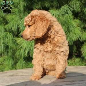 Bristol moyen, Standard Poodle Puppy
