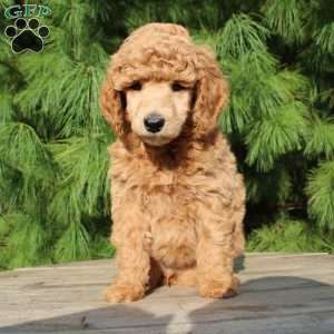 Bristol moyen, Standard Poodle Puppy