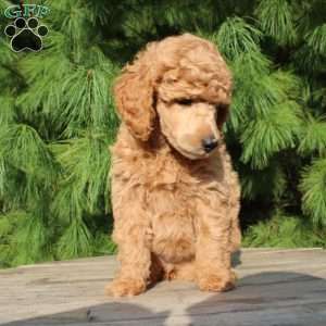 Bristol moyen, Standard Poodle Puppy