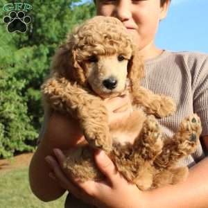 Bristol moyen, Standard Poodle Puppy