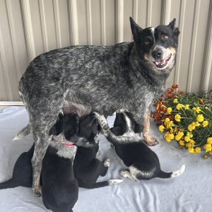 mom