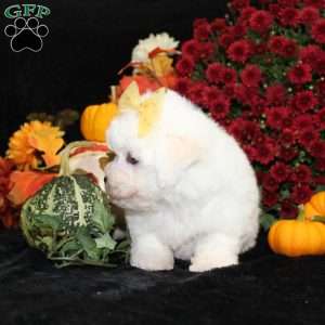 Jan, Bichon Frise Puppy