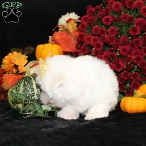 Jan, Bichon Frise Puppy