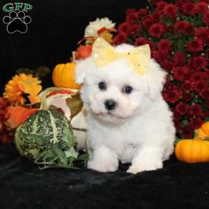 Jan, Bichon Frise Puppy