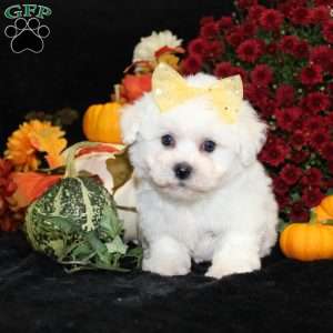 Jan, Bichon Frise Puppy