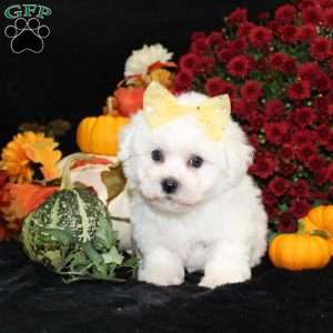 Jan, Bichon Frise Puppy