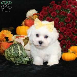 Jan, Bichon Frise Puppy
