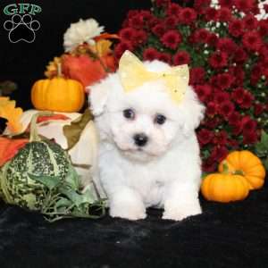 Jan, Bichon Frise Puppy