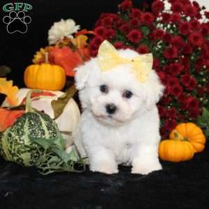 Jan, Bichon Frise Puppy