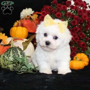 Jan, Bichon Frise Puppy