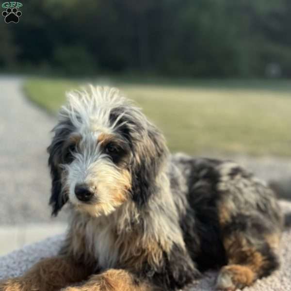 Raya, Mini Bernedoodle Puppy
